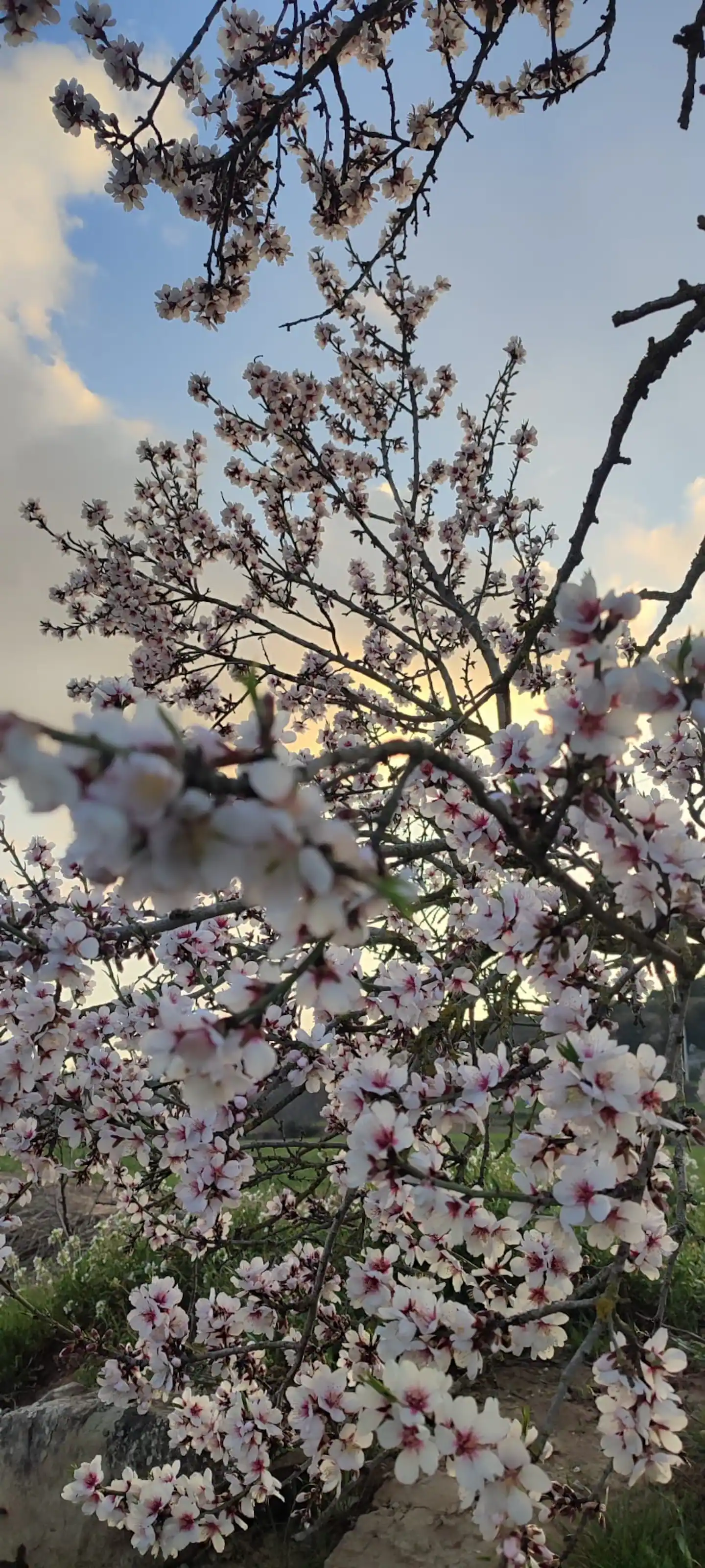 Almendros en flor contra el cielo azul